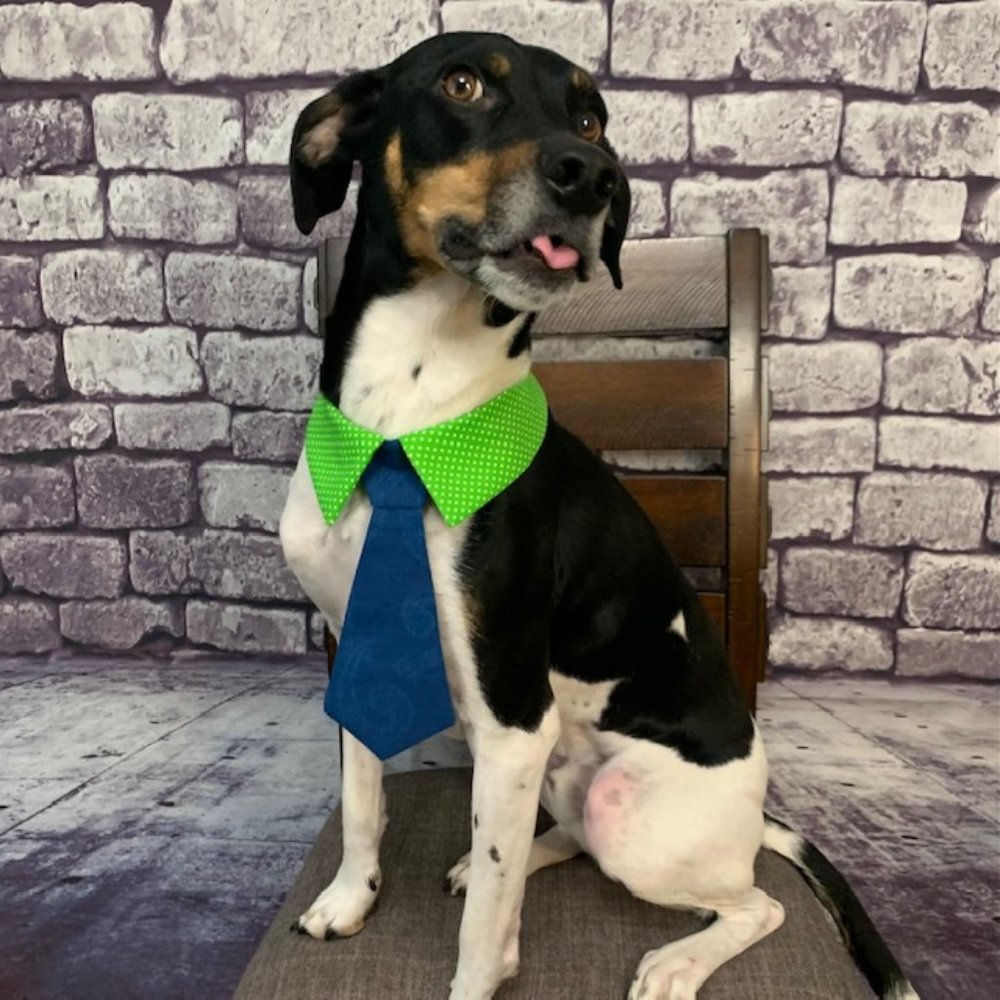 🎉🎉Host Pick🎉🎉 Dog Ties For Sale!